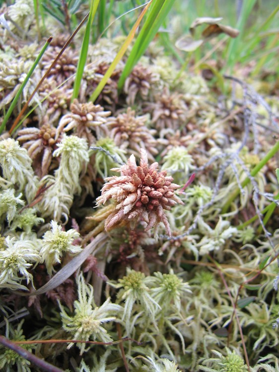 Sphagnum magellanicum